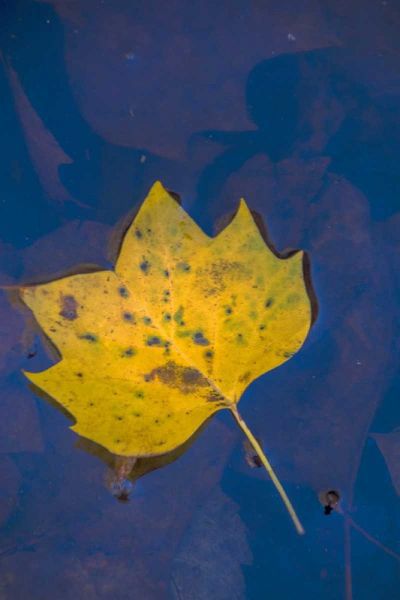 USA, Virginia, McLean Leaf in pond